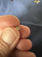 Delphes boucle  d'oreille neuve