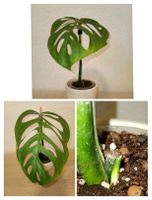 Monstera Esqueleto