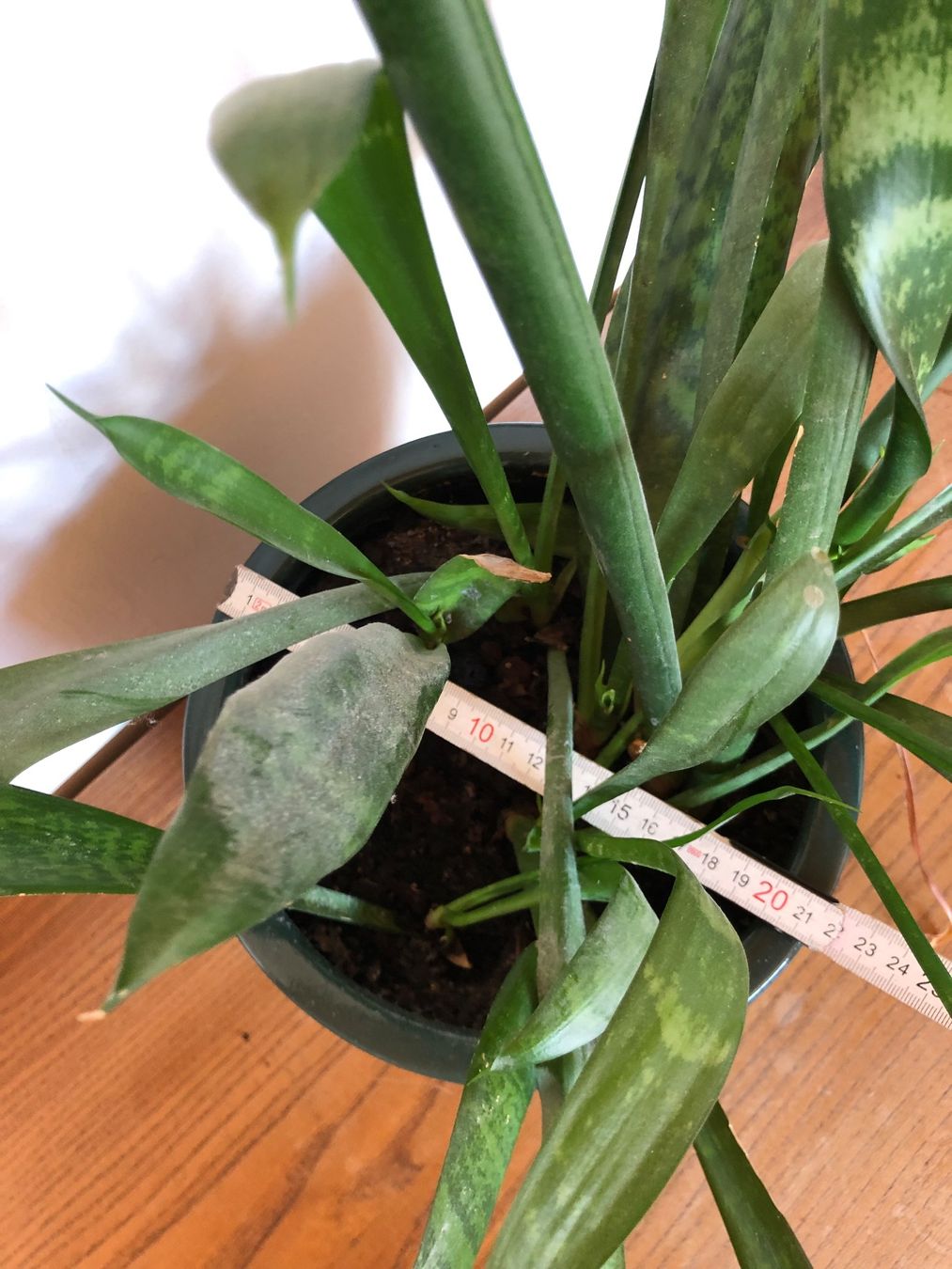 Pflanzen & Samen: Bogenhanf, inkl. Blumentopf – Gebraucht aus Sirnach von Lenes 3