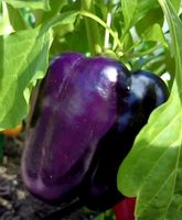15 Samen sehr seltener Süßpaprika „Violett“