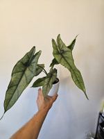 Alocasia Heterophylla Dragon’s Breath Rhizom 