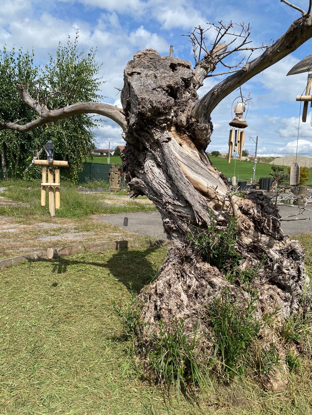 Piante & sementi: Alter Olivenbaum Gartendekoration Oliven Baum Kunstobjekt – Usato da Ballwil venduto da ClassicGallery 1