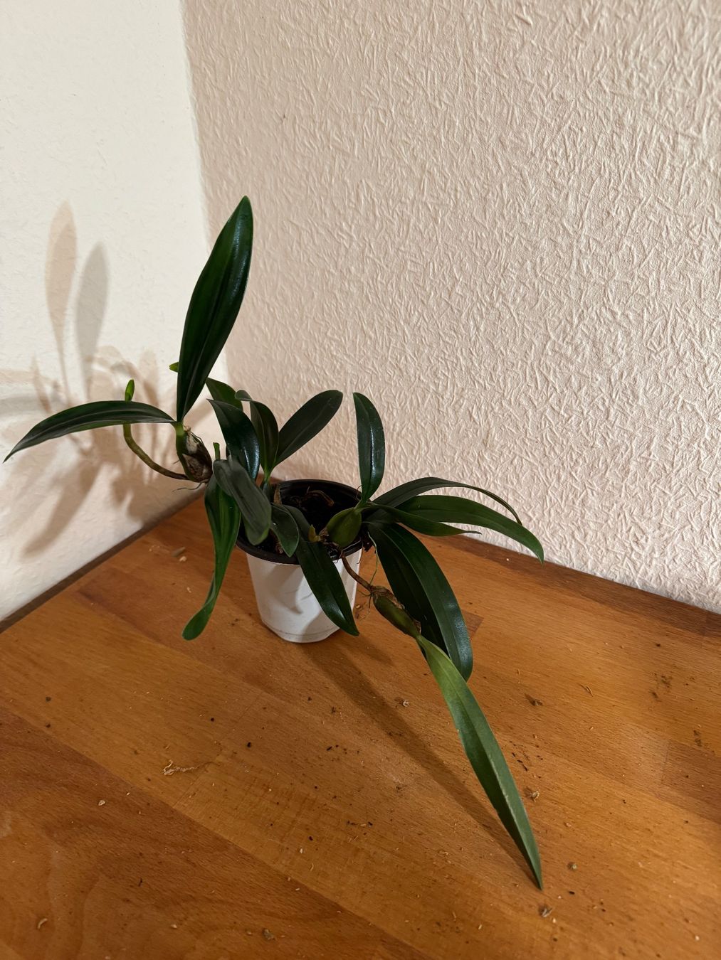Plantes & graines: Bulbophyllum falcatum – D'occasion à Männedorf par mrclst