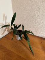 Bulbophyllum falcatum