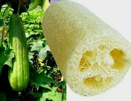 Plantes & graines: 5 samen von LUFFA CYLINDRICA oder Gurke - Waschlappen.🌱 5 g – Neuf avec emballage d'origine à Rovio par POSITIFFARTandPLANTS 5