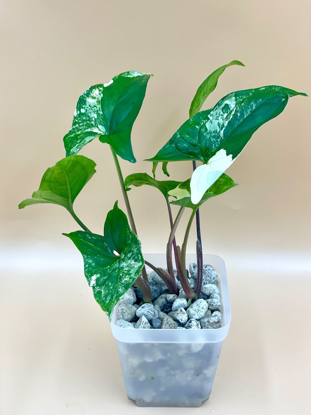 Piante & sementi: Syngonium Albo Variegata – Nuovo (secondo la descrizione) da Zürich venduto da Leafscape