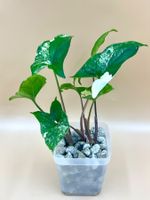 Syngonium Albo Variegata