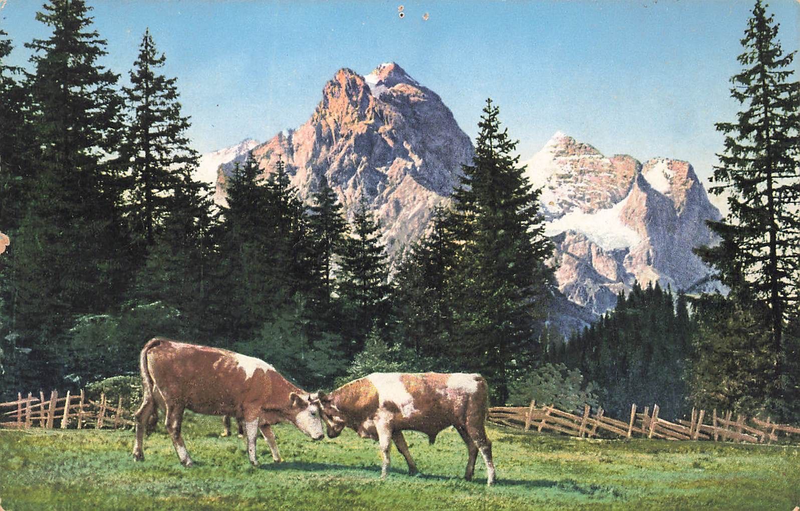 Cartoline postali: Alpenpanorama mit Kühen – Usato da Biasca venduto da Blenio71