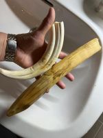 2x Warzenswchein Zahn Knochen Trophäe Kuriosität