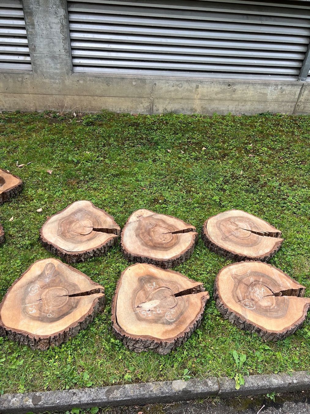 Holzartikel: Nussbaumscheiben / Stamm 31 Stück – Neu (gemäss Beschreibung) aus Port von N.v.A