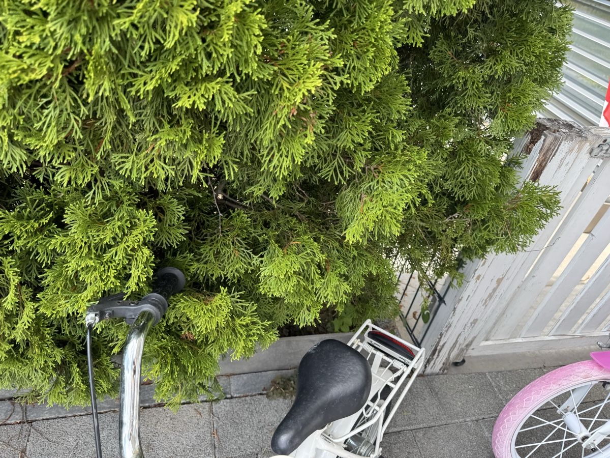 Biciclette: Kinder velo – Usato da Unterengstringen venduto da eno_7vwt 6