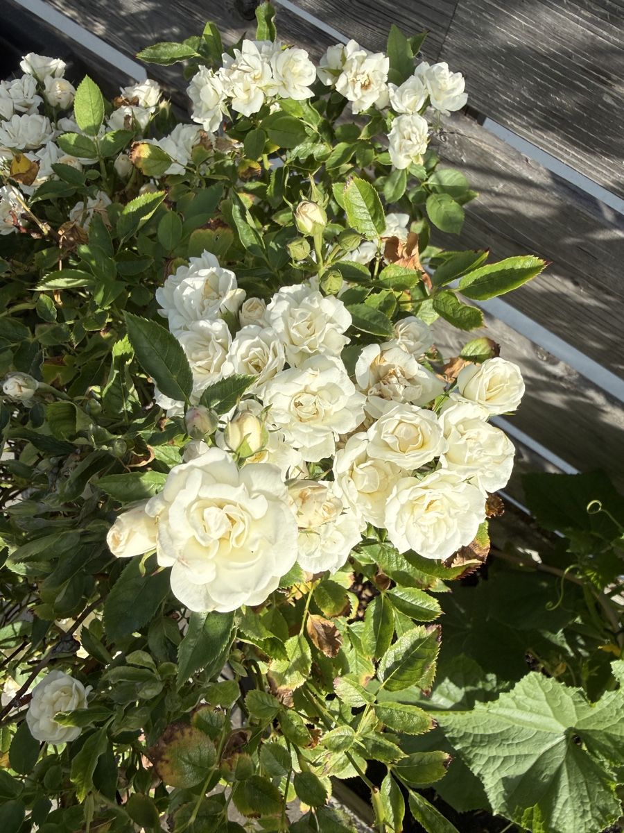 Piante & sementi: Rosen Stämmchen weiss (ohne Topf) – Usato da Schlieren venduto da Schnaepliparadies 1