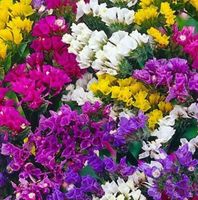 30 Samen MIX Unsterbliche Blume: STATICE 🌸 30 graines MIX