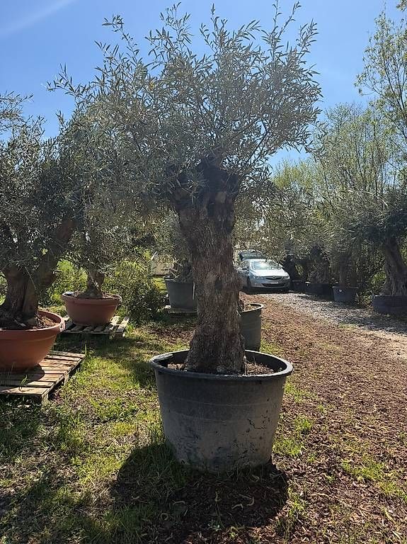 Pflanzen & Samen: Olivenbaum "Olea Europea 7 – Gebraucht aus Zuckenriet von Thur_Plant 1