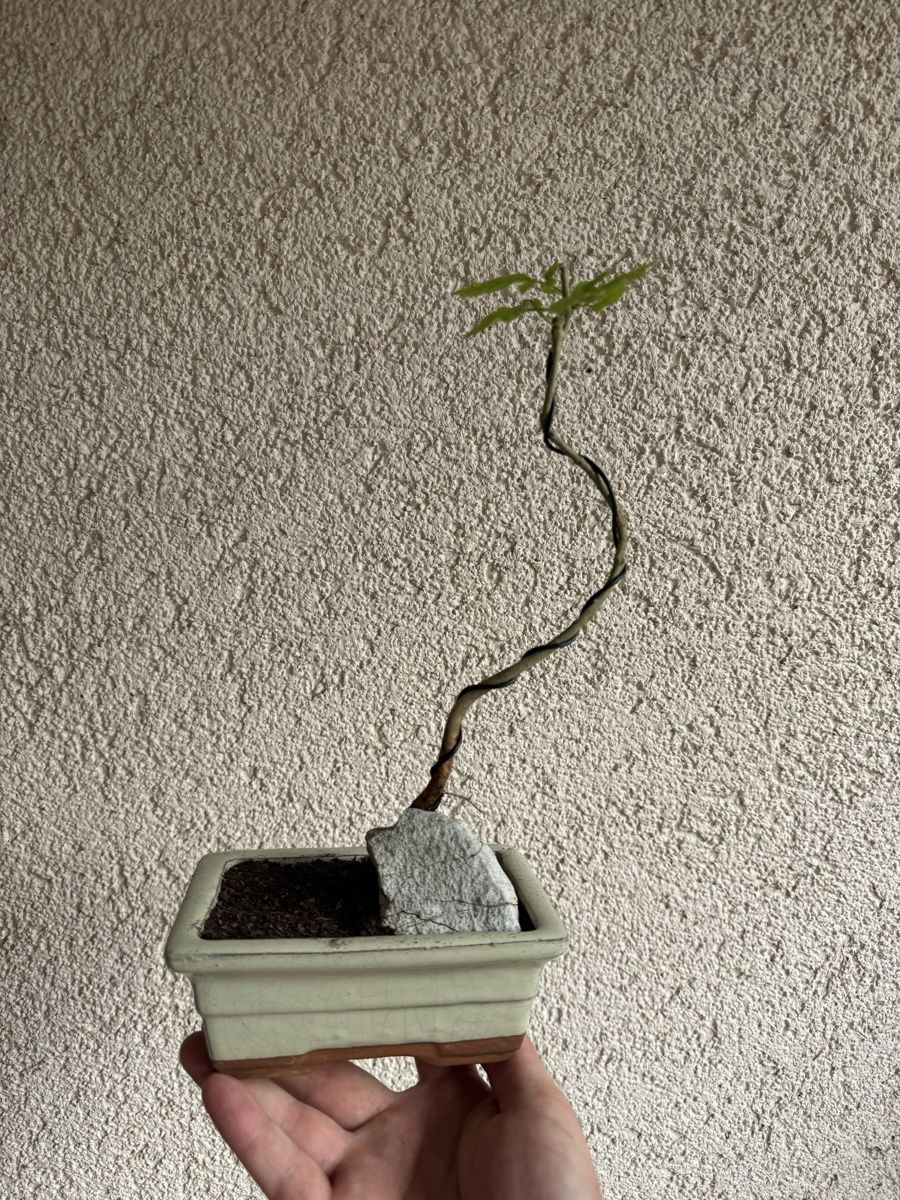 Plantes & graines: Eschen Bonsai im Topf – D'occasion à Rümlang par Gruseh.ch 3