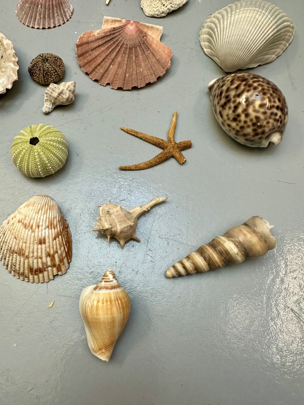 Fossilien: MUSCHELN DIV AB 1.-!!! – Gebraucht aus Zürich von NIKI777 3