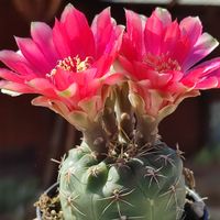Kaktussamen / Gymnocalycium baldianum