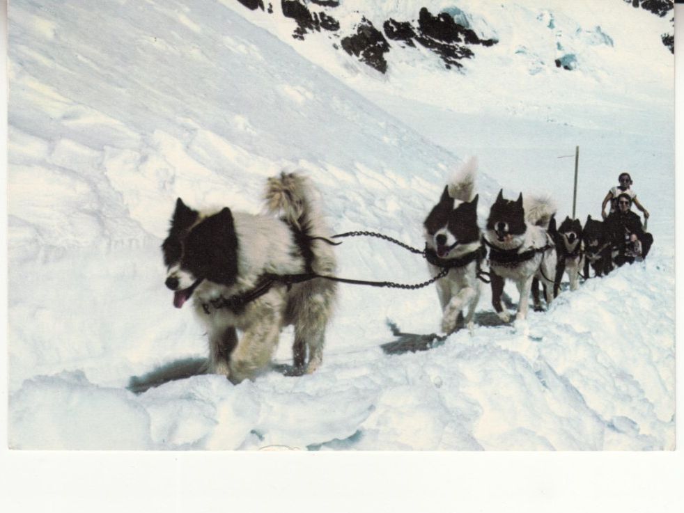Cartoline postali: Jungfraujoch Polarhunde 1971 – Usato da Bürglen TG venduto da StampGraf