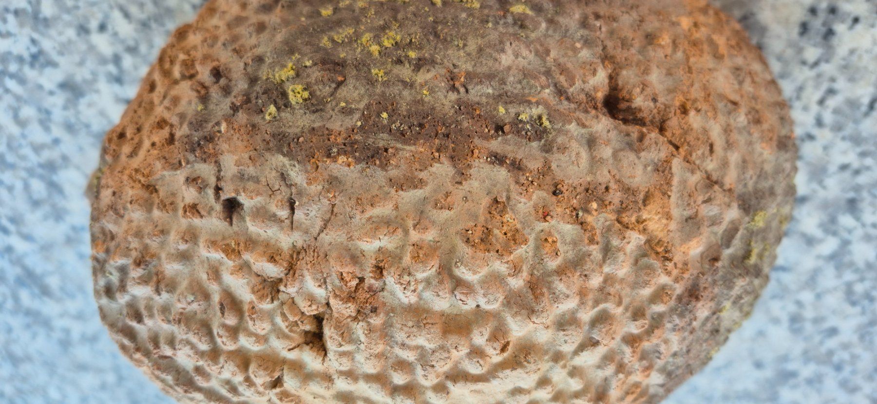 Statuette: Igel - Gartenobjekt aus Terracotta – Usato da Eggersriet venduto da Fredb 3