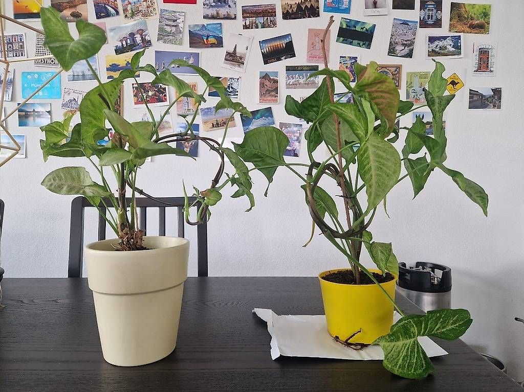 Piante & sementi: x2 Syngonium podophyllum 'White Butterfly' – Usato da Dübendorf venduto da Olenaaa