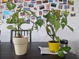 x2 Syngonium podophyllum 'White Butterfly'