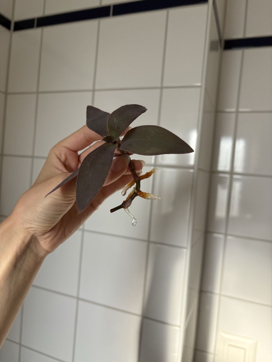Piante & sementi: Tradescantia Pallida propagation – Nuovo (secondo la descrizione) da Zürich venduto da nin_8h72 3