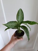 Dieffenbachia Snow