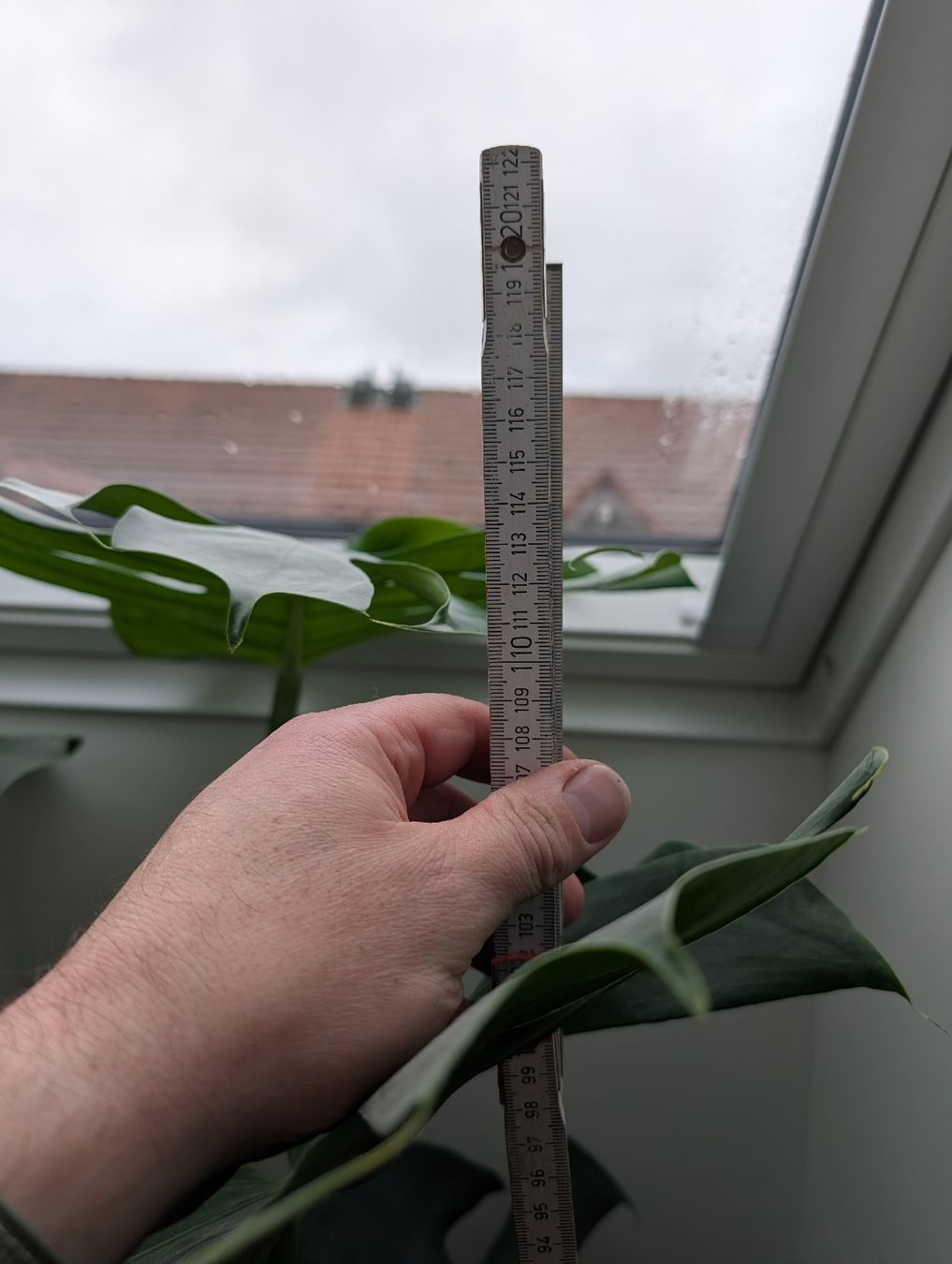 Piante & sementi: Monstera Pflanze mit Topf – Usato da Roggwil BE venduto da FCM1974 3
