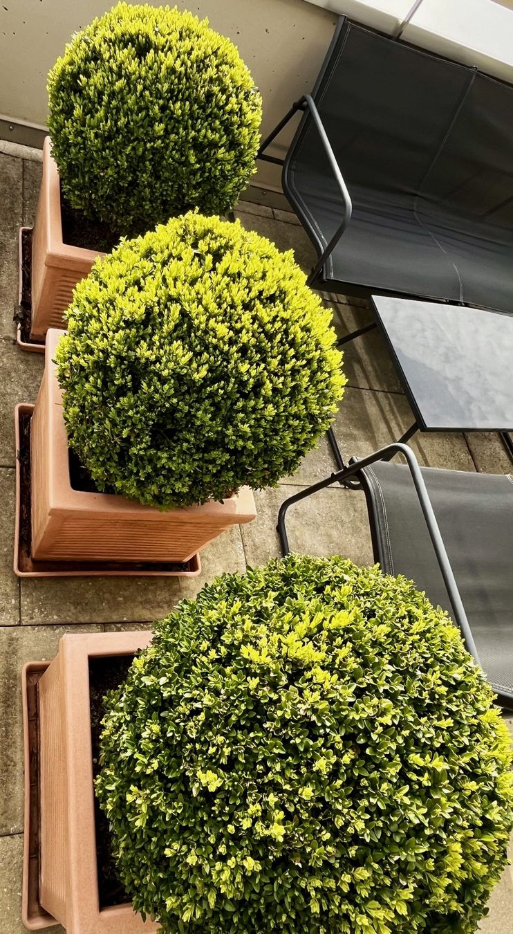 Pflanzen & Samen: Buxus Buchs Buchsbaum Kugelform mit Topf winterhart 30 Jahre – Gebraucht aus Wangen b. Olten von Buntgemischt 3