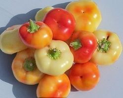50 Samen Hungarische ALMA Paprika süss