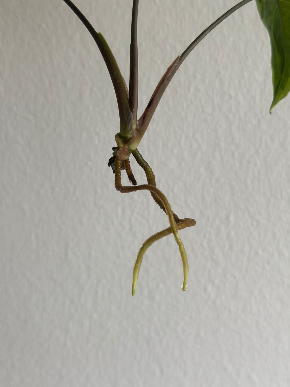 Piante & sementi: Syngonium Three Kings - Kopfstecklig #1 – Usato da Zürich venduto da ong8 3
