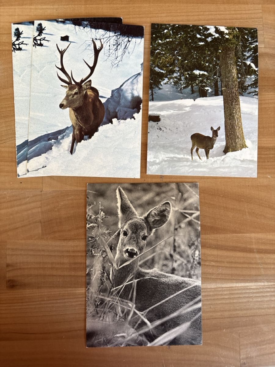 Cartoline postali: AK von Rothirsch / Reh – Usato da Rümlang venduto da Kartenpost1