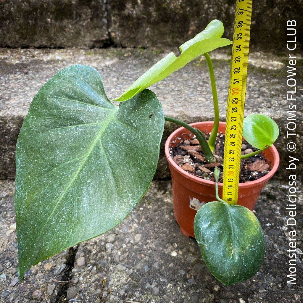 Piante & sementi: Monstera Deliciosa - echte, gross-blättrige Grundform – Nuovo e nell'imballaggio originale da Adliswil venduto da astom369 2