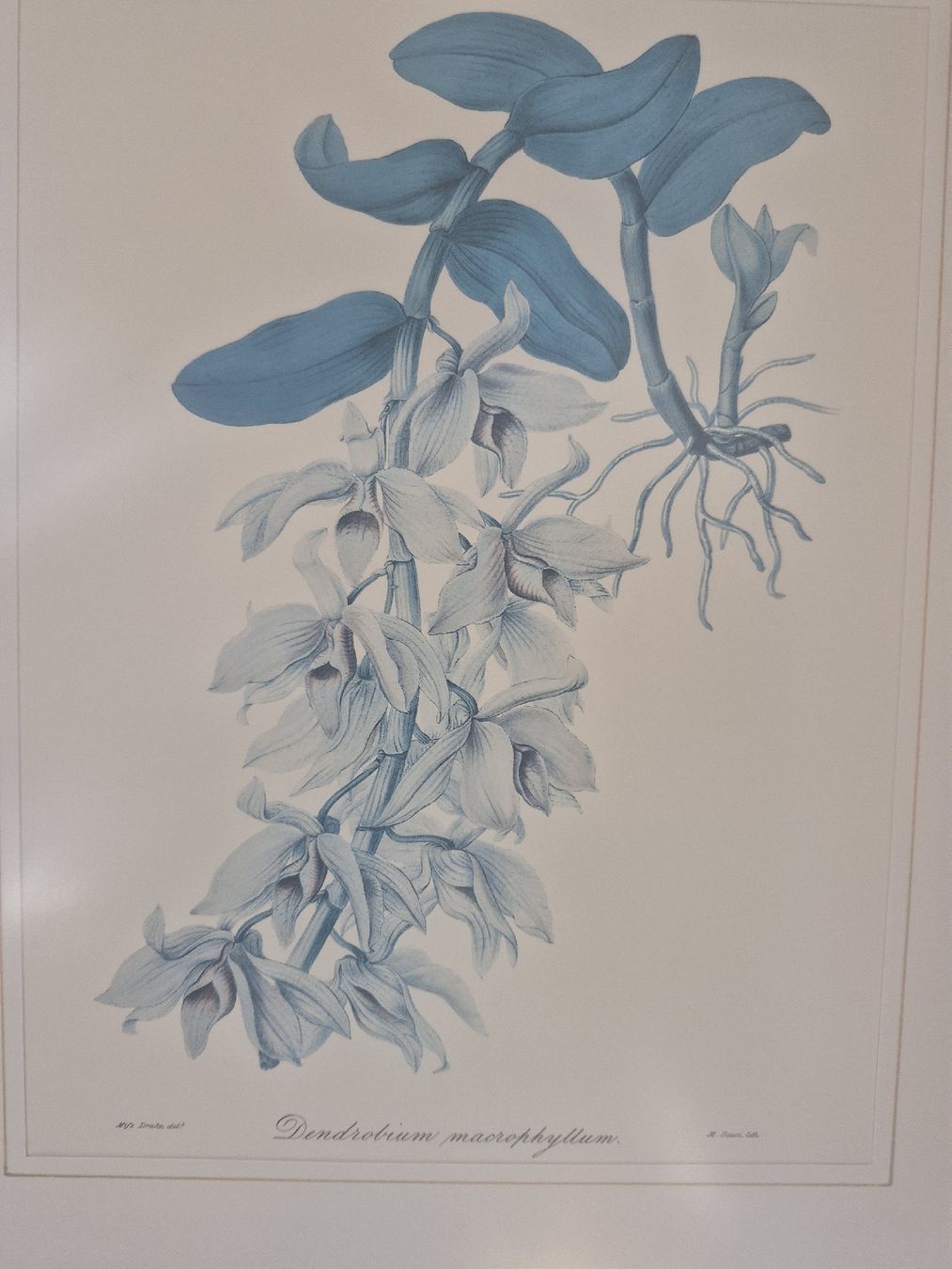 Grafica & Litografie: Gemälde Dendrobium macrophyllum gerahmt 19. Jh. – Usato da Frauenfeld venduto da mel_2gqy 1