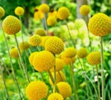 30 Samen rare CRASPEDIA GLOBOSA GOLF BEAUTY. Gartenblume