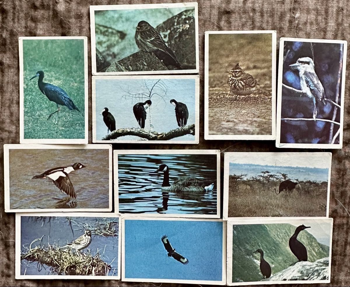 Carte collezionabili: Dandy Gum / Vögel – Usato da Duebendorf venduto da Fczfanrobi