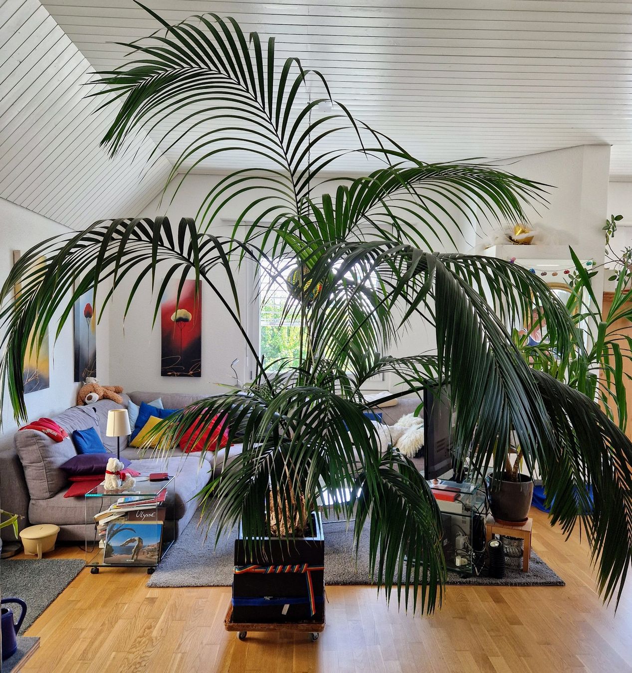 Grosse Kentia Palme Zimmerpflanze, Hhe 2.7m, 25 Jahre alt (Gebraucht) in  Zrich fr CHF 75  nur Abholung auf Ricardo kaufen