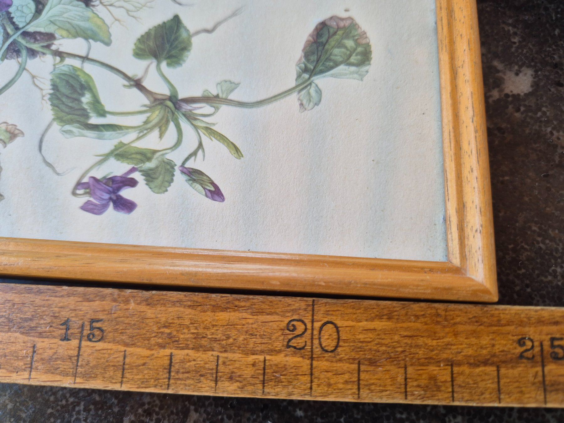 Posters & Illustrations: Bild Viola odorata botanisch gerahmt 1958 – D'occasion à Bern par aronari 4