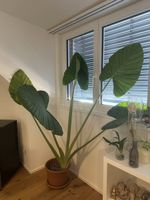 Zimmerpflanze Alocasia