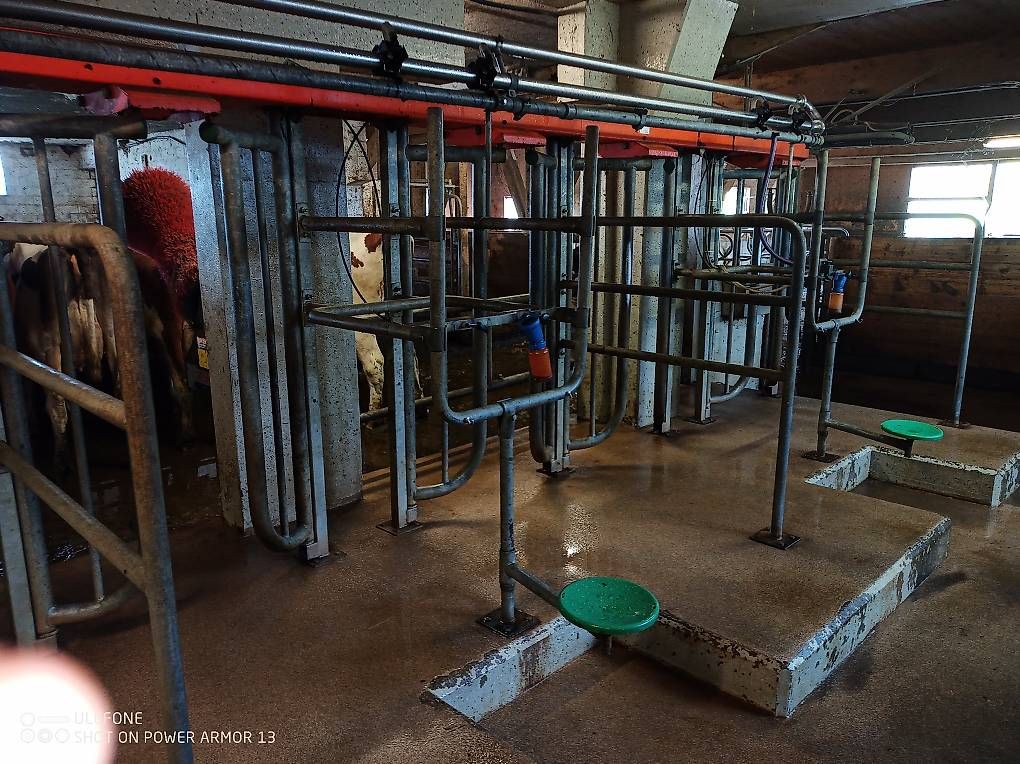 Tutte le macchine: Melkstand Melkanlage Milchtank  – Usato da Mosnang venduto da christian2291 4