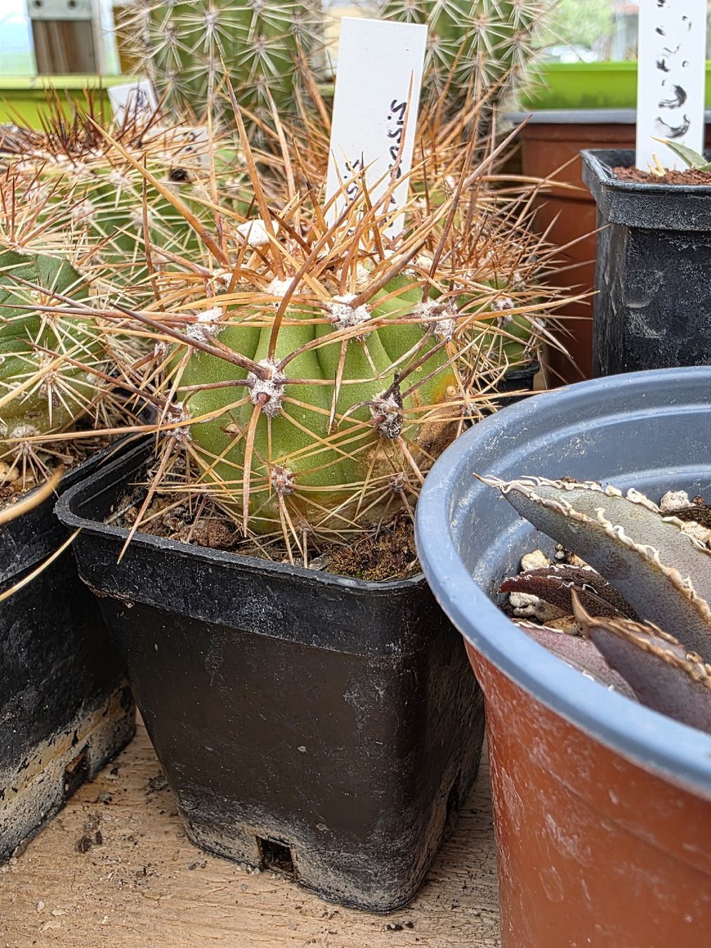 Piante & sementi: Echinopsis atacamensis – Usato da Bettens venduto da Agaves.ch 1