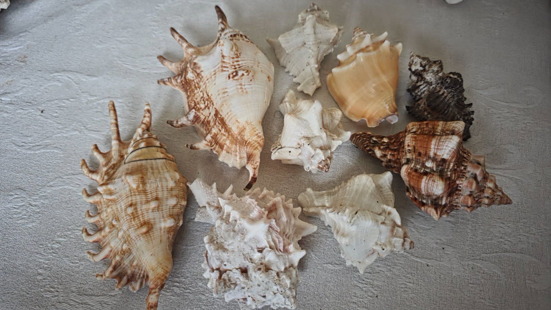Fossili: Muscheln aus Sammlung – Usato da Wittenbach venduto da rose_rosi