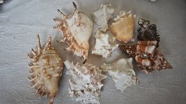 Muscheln aus Sammlung