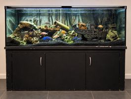 Aquarium mit Unterschrank und Zubehör gebrauchter Zustand