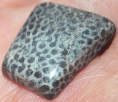 Cabochon L-1473 – Schlangen Fossil Edelstein – 20x16mm