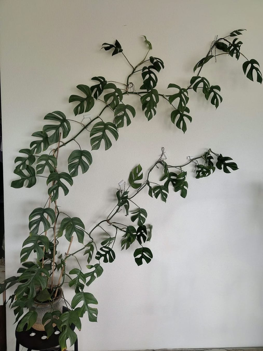 Pflanzen & Samen: Monstera Minima – Gebraucht aus Zürich von cla_hz6t