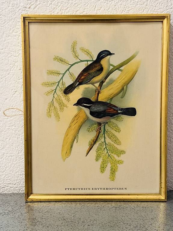 Poster & Bilder: Représentations / Affiches doiseaux vintage – Gebraucht aus Genève von jchrmnhnr 2