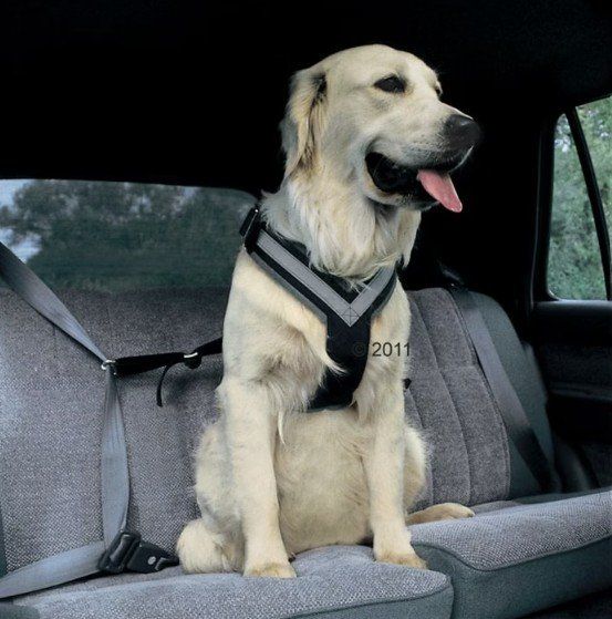 Attrezzatura da arrampicata: Allsafe Hunde Sicherheitsgurt, Größe M – Nuovo (secondo la descrizione) da Hildisrieden venduto da loz_q7dz