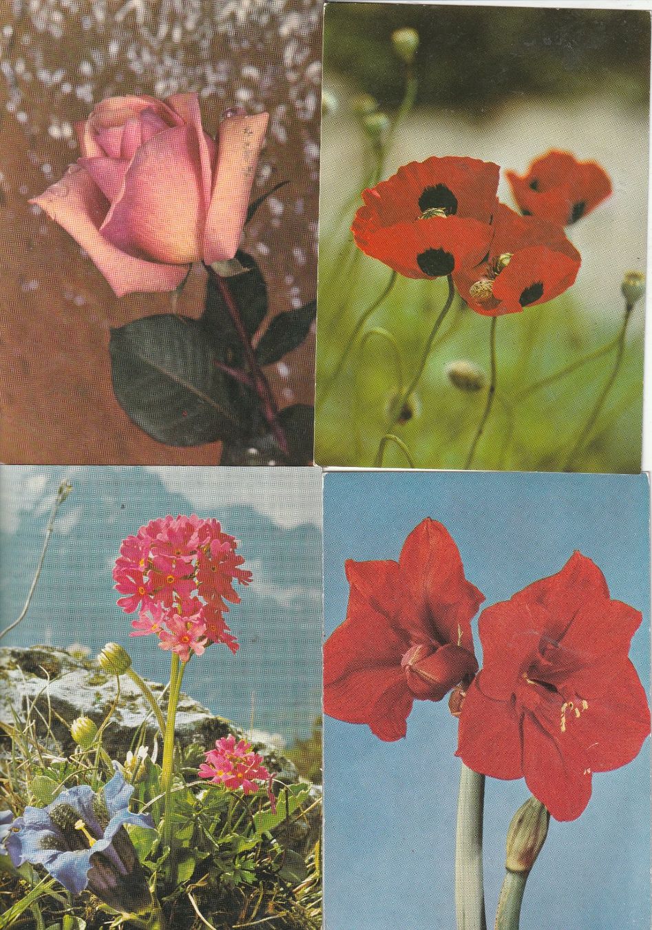 Ansichtskarten: 36 Scöne Blumenkarten – Gebraucht aus Lumbrein von made02 3
