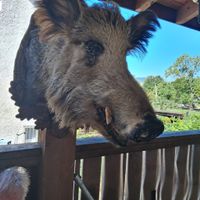 Wildschweinkopf 